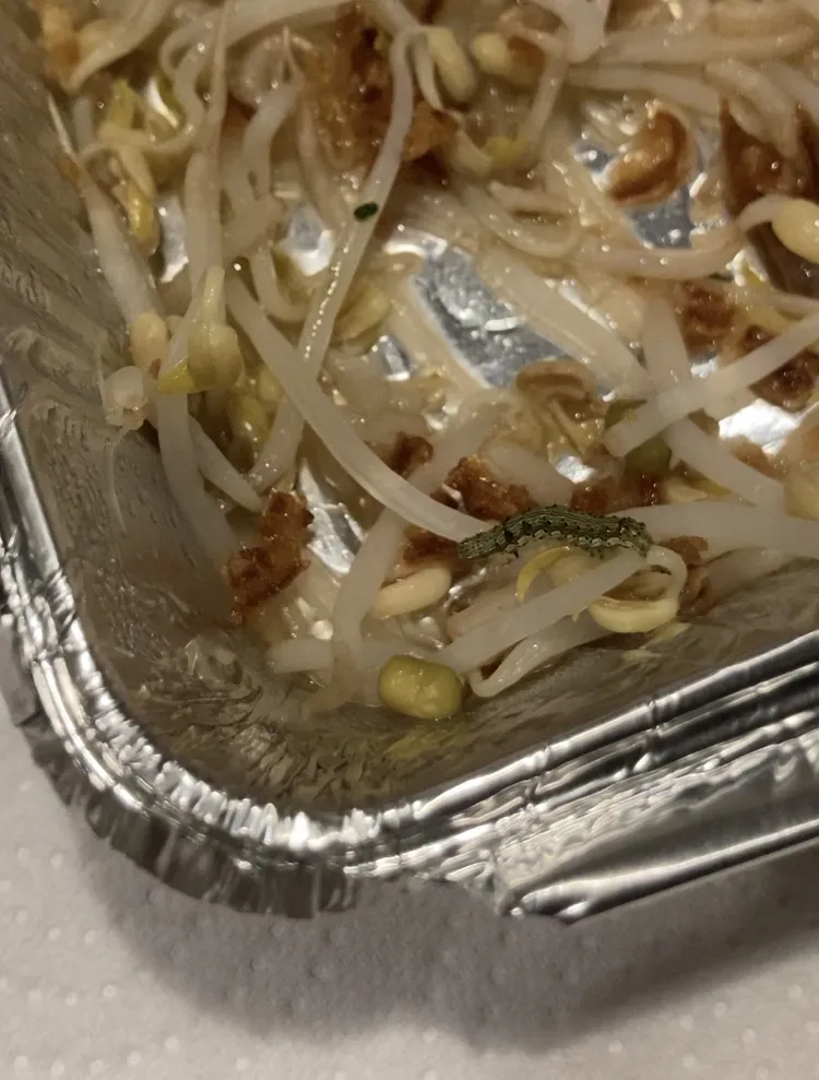 Salade Aux Chenilles